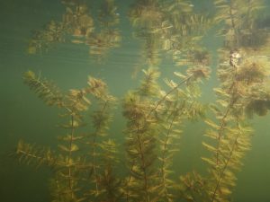 EEE Myriphylle