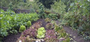 Potager