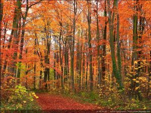 arbre avec feuillage d'automne