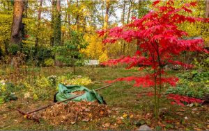 jardin d'automne