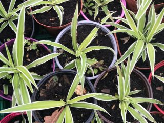 Chlorophytum et bulbes de canna