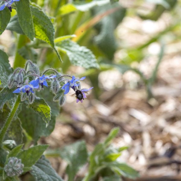 Association-Bio-Divers-Cite-Jardin-de-Gramont-Biarritz-Photographe-©Antoine-Danielou-16