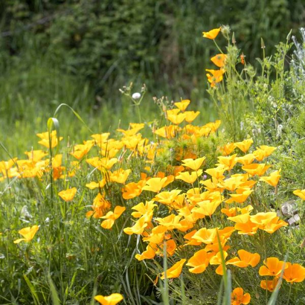 Association-Bio-Divers-Cite-Jardin-de-Gramont-Biarritz-Photographe-©Antoine-Danielou-18