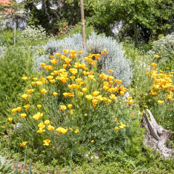 Association-Bio-Divers-Cite-Jardin-de-Gramont-Biarritz-Photographe-©Antoine-Danielou-30