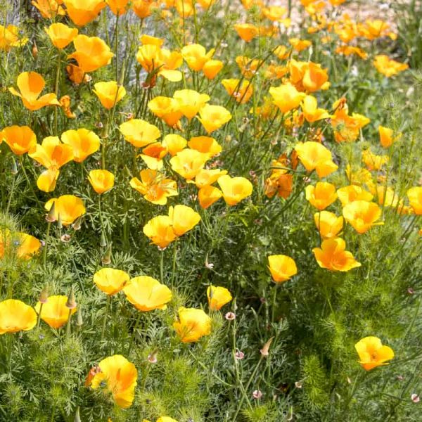 Association-Bio-Divers-Cite-Jardin-de-Gramont-Biarritz-Photographe-©Antoine-Danielou-32