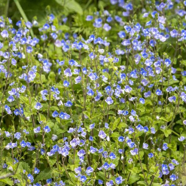 Association-Bio-Divers-Cite-Jardin-de-Gramont-Biarritz-Photographe-©Antoine-Danielou-6