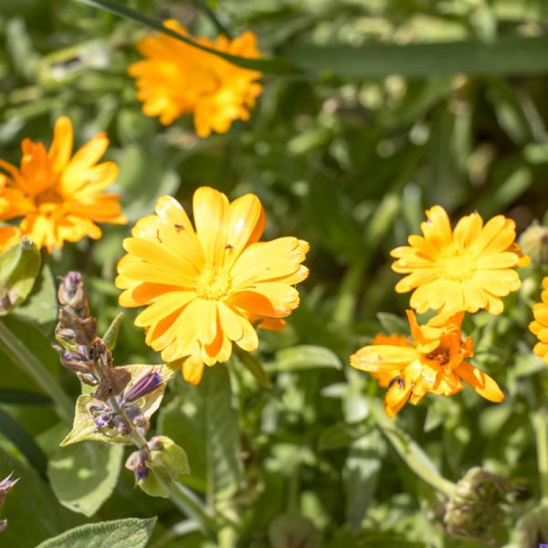 Association-Bio-Divers-Cite-Jardin-de-Gramont-Biarritz-Photographe-©Antoine-Danielou-61
