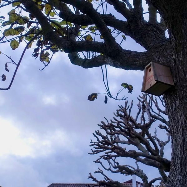 Havre-bidart-nichoir